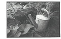 Arrosoir argentique - silver watering can