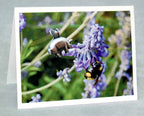 Flying Pig Note Cards - Piggy Pollinator Series