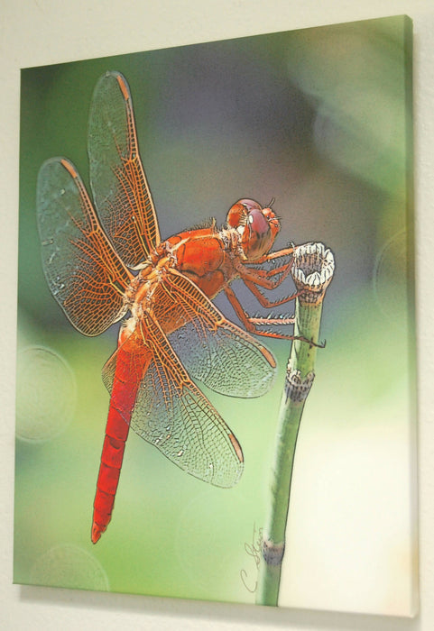 16x20 Canvas Photographic Art Bird or Dragonfly Wall Decor