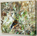 16x20 Canvas Photographic Art Bird or Dragonfly Wall Decor