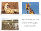 Giraffe Photography Greeting Card