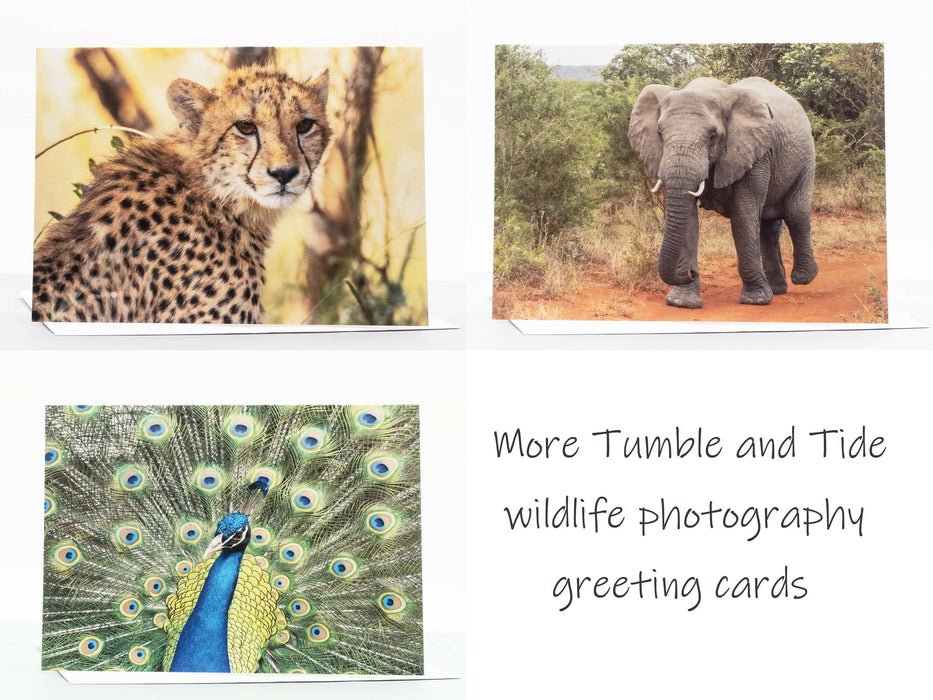 Zebra and Oxpecker Photography Greeting Card