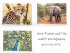 Zebra and Oxpecker Photography Greeting Card