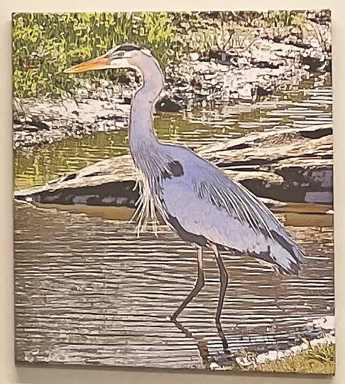 16x20 Canvas Photographic Art Bird or Dragonfly Wall Decor