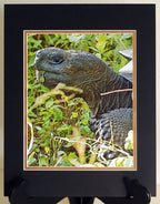 Galapagos Tortoise Photographic Art Matted Print