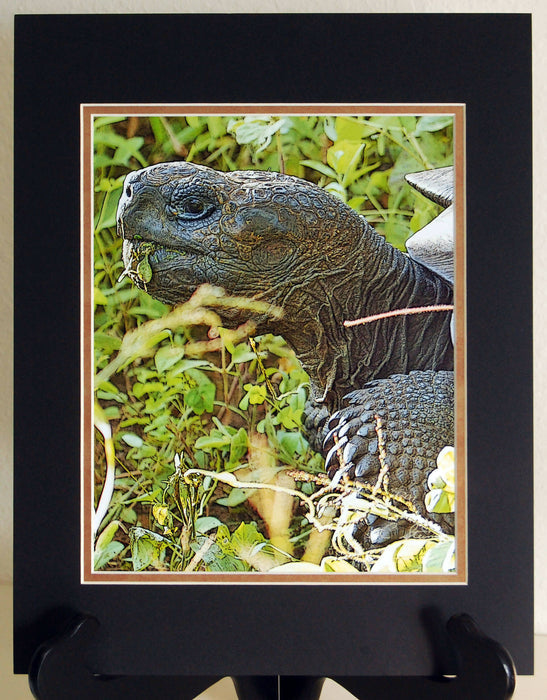 Galapagos Tortoise Photographic Art Matted Print