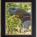 Galapagos Tortoise Photographic Art Matted Print