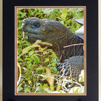 Galapagos Tortoise Photographic Art Matted Print