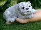 Concrete Bulldog Urn Adornment 3x6x2.25" high