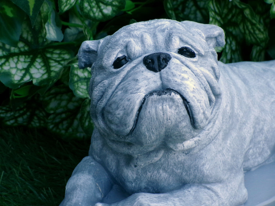 Bulldog Statue 5 x 10 x 6" high Concrete Statue