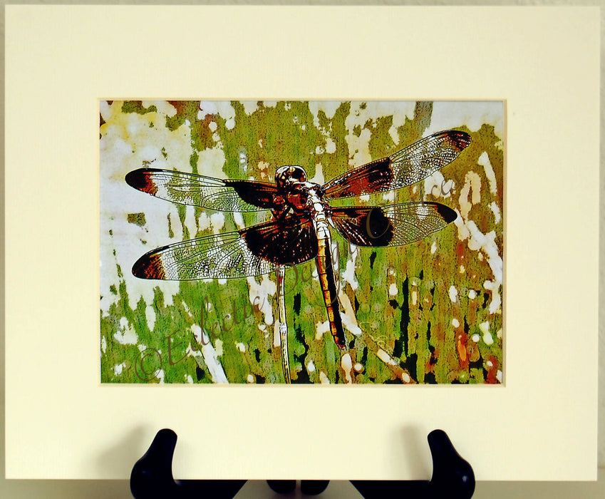 Dragonfly Photographic Art Prints