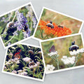 Flying Pig Note Cards - Piggy Pollinator Series