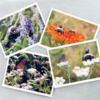 Flying Pig Note Cards - Piggy Pollinator Series
