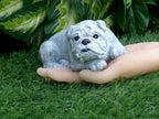 Concrete Bulldog Urn Adornment 3x6x2.25" high