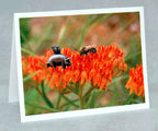 Flying Pig Note Cards - Piggy Pollinator Series