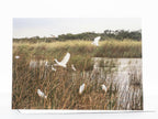 Egret Photography Greeting Card